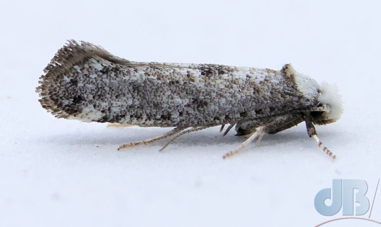 Swammerdamia micro moth