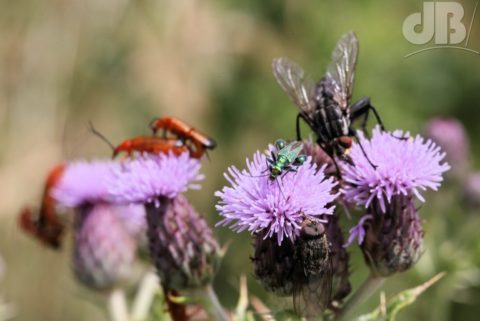 The green insect is Swollen-thighed Flower Beetle