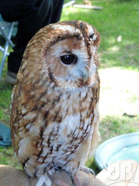 Tawny Owl