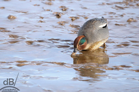 Teal Titchwell