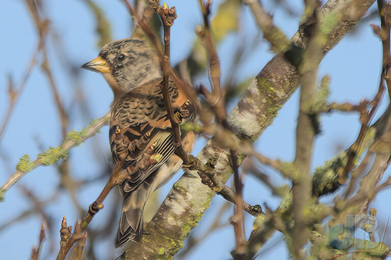 Teesdale Brambling