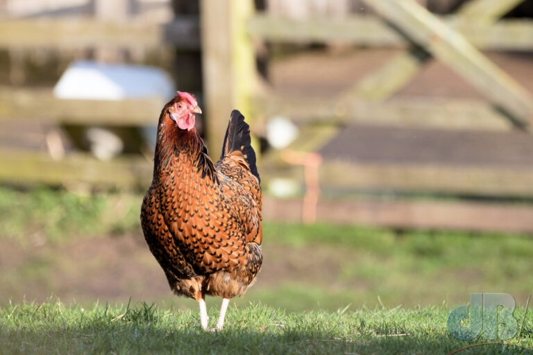 Teesdale chicken