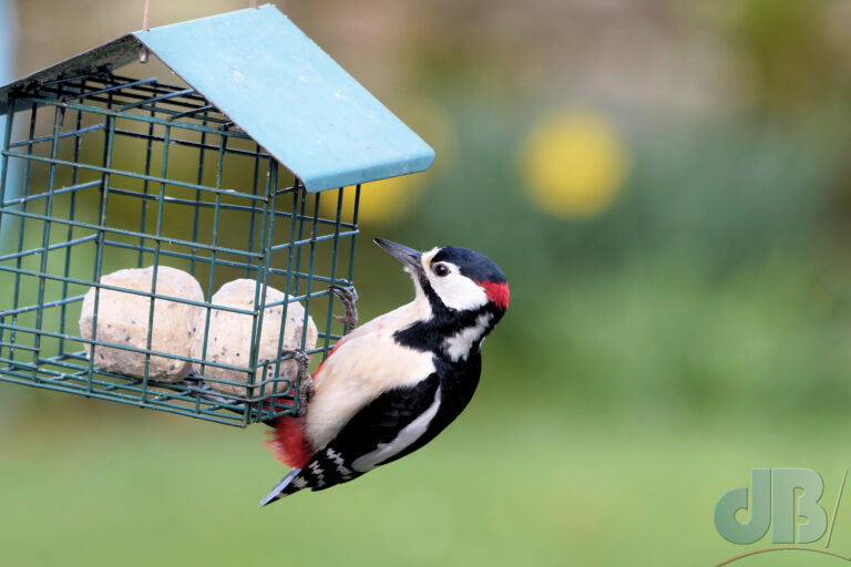 Through-window shot of male Great Spotted Woodpecker