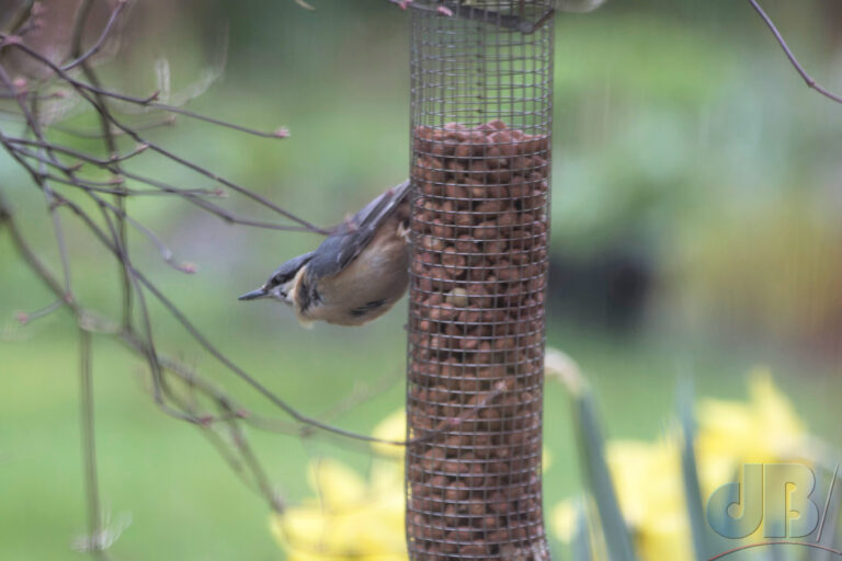 Through-window Nuthatch, Teesdale