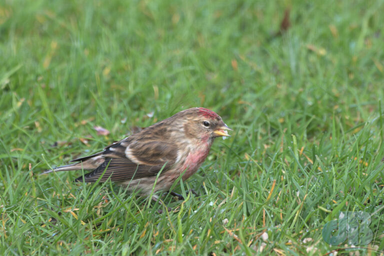Common Redpoll photographed through a kitchen window