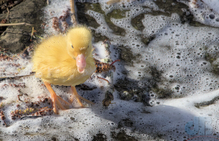 Yellow mallard/hybrid duckling on the Tees