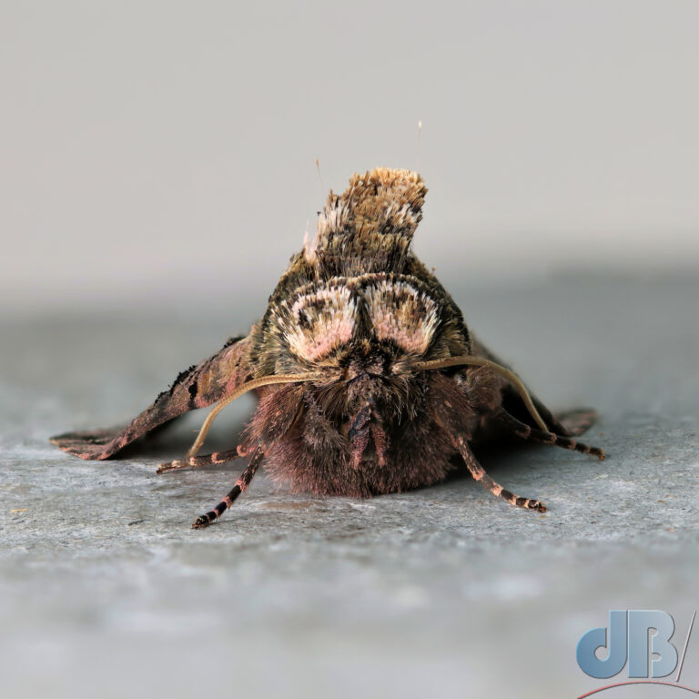 The Spectacle moth