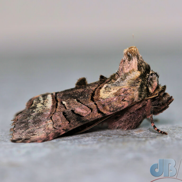 Sideview of The Spectacle moth