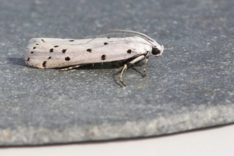 Thistle Ermine Myelois circumvoluta (Fourcroy, 1785)