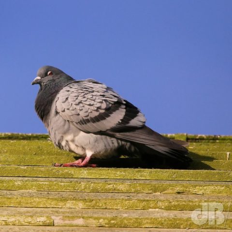 Windmill pigeon