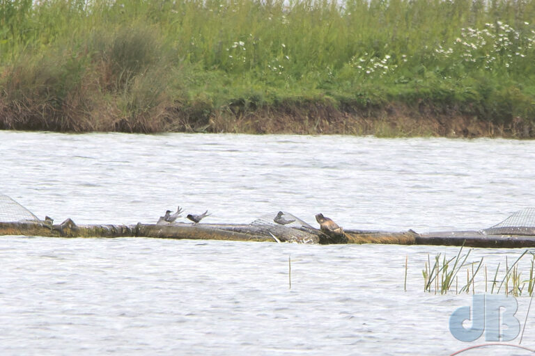 Black Tern on a pontoon