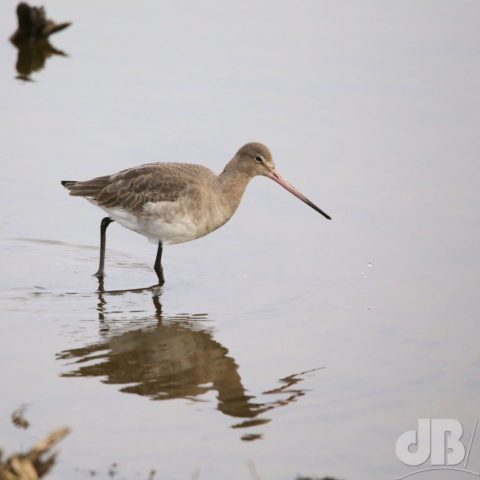 Black-tailed Godwit, aka Blackwit