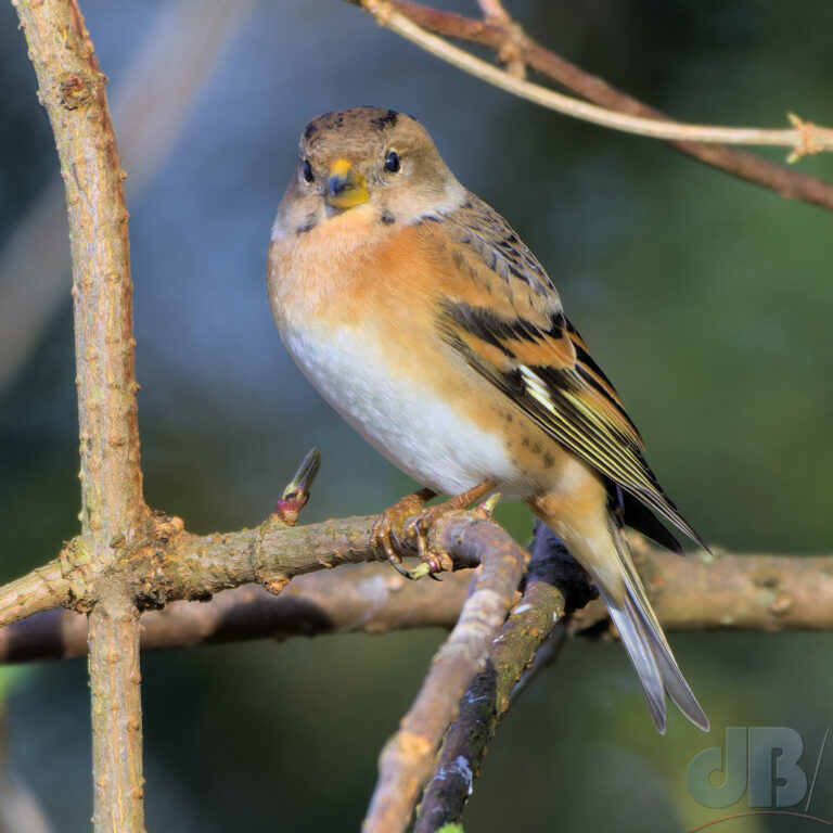 Male Brambling at Titchwell