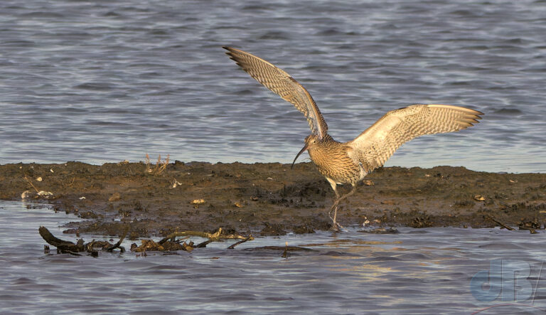 Curlew having seen off the Redshank