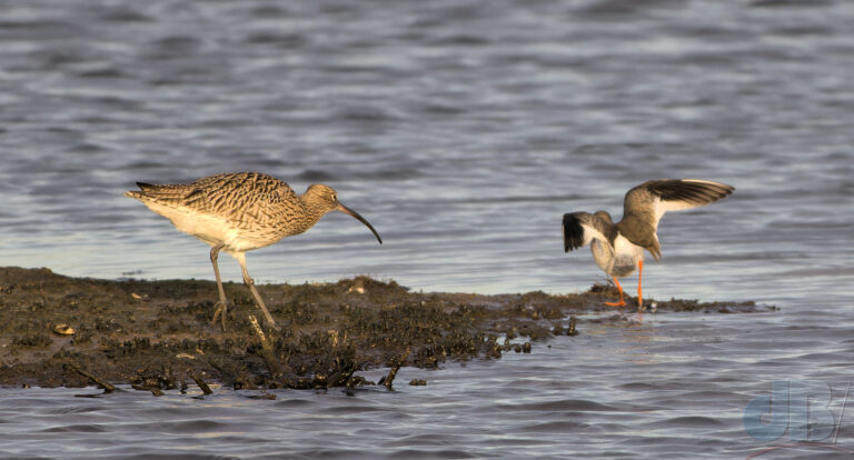 Curlew seeing off a Redshank