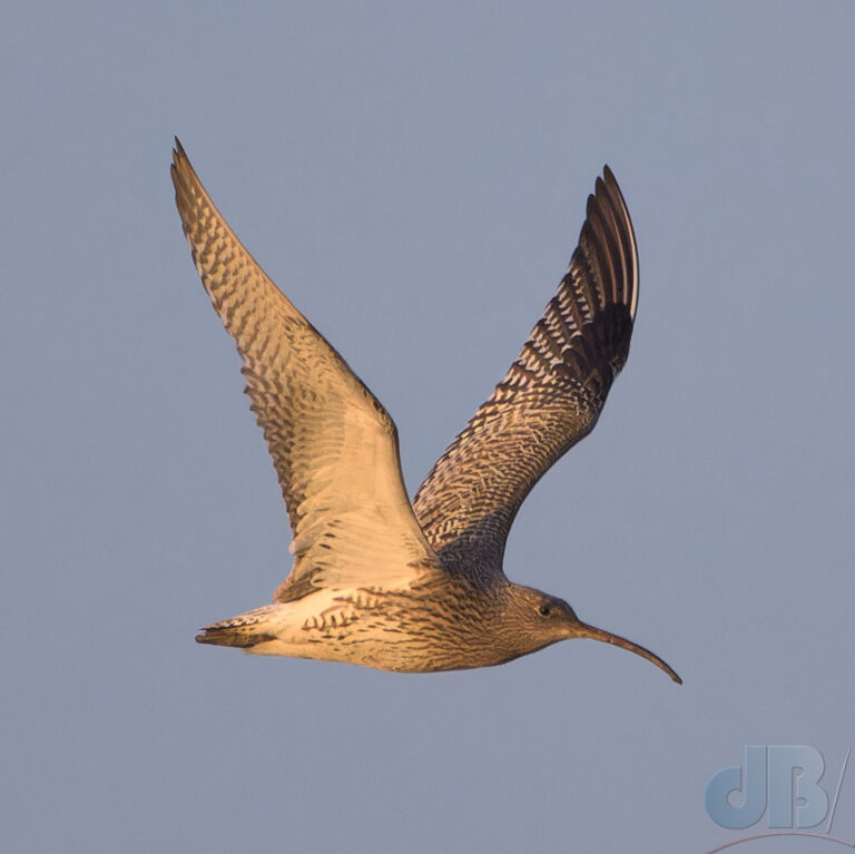Curlew after dawn at Briarfields, Titchwell