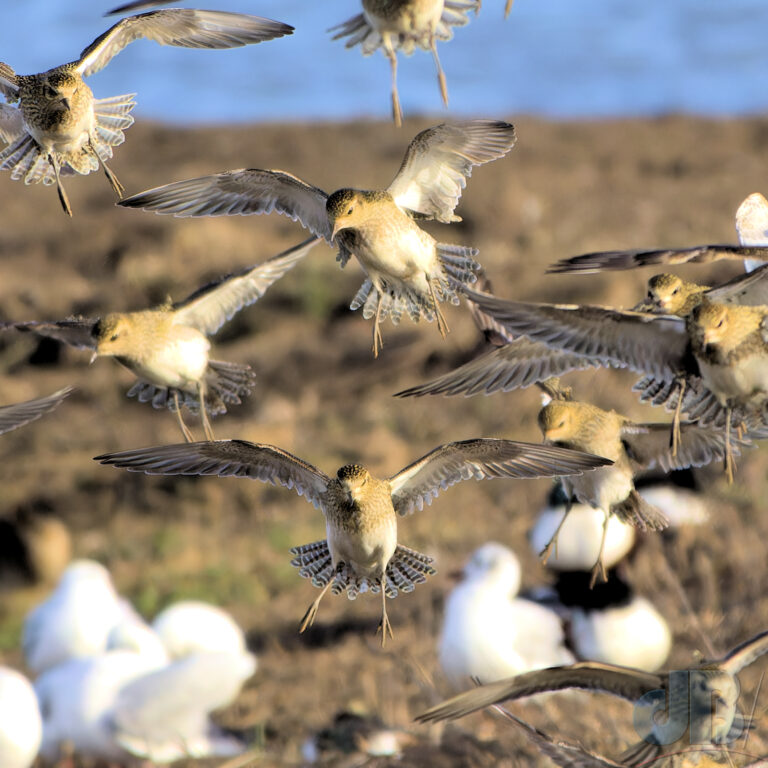 Golden Plover coming in to land