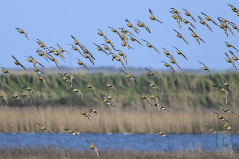 Flock of Golden Plover at Titchwell