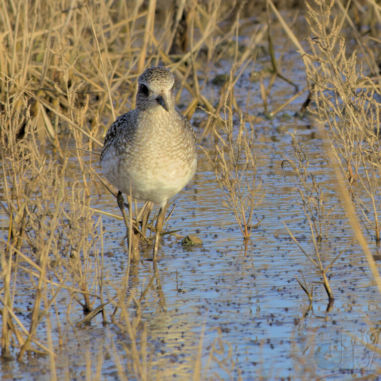 Grey Plover at Titchwell, one of several