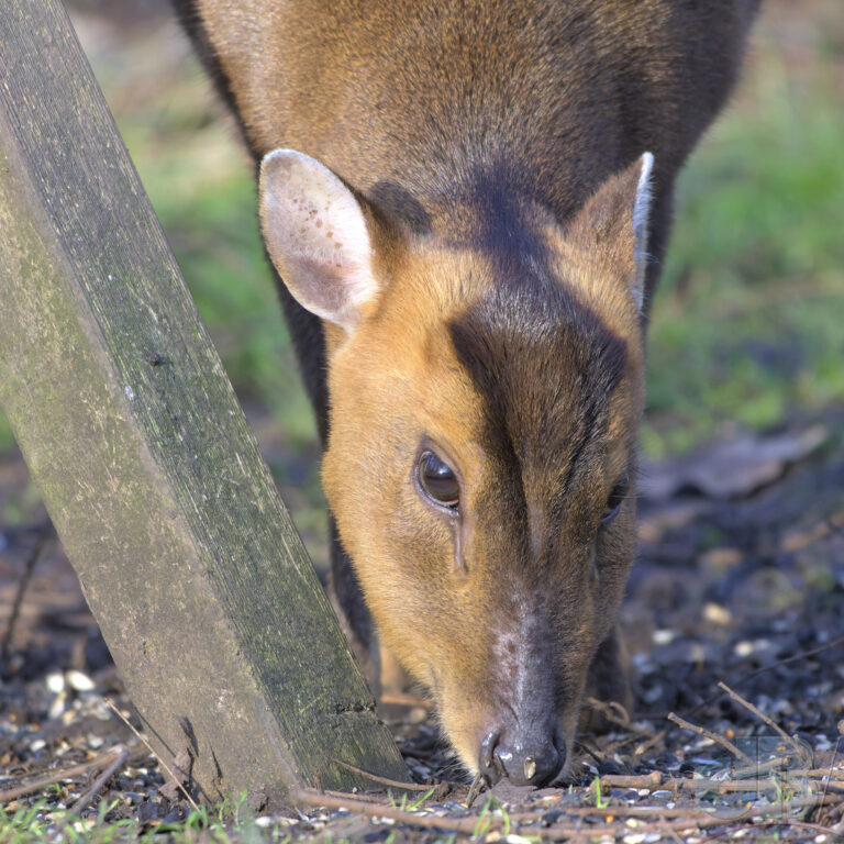 Reeves's muntjac