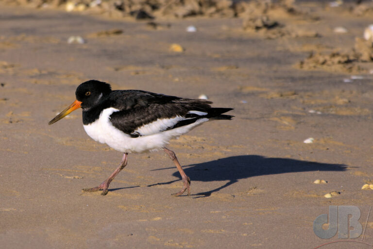 Oystercatcher on Titchwell beach