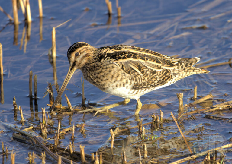 Snipe and prey, Titchwell. One of several visible on the edge of Patsy's Reedbed
