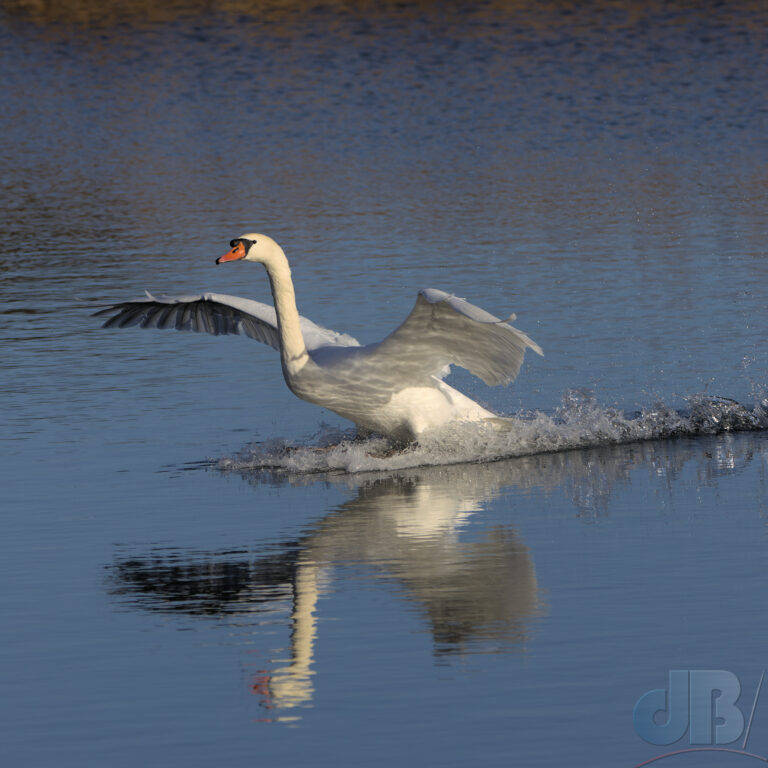 Mute Swan coming into land, Titchwell