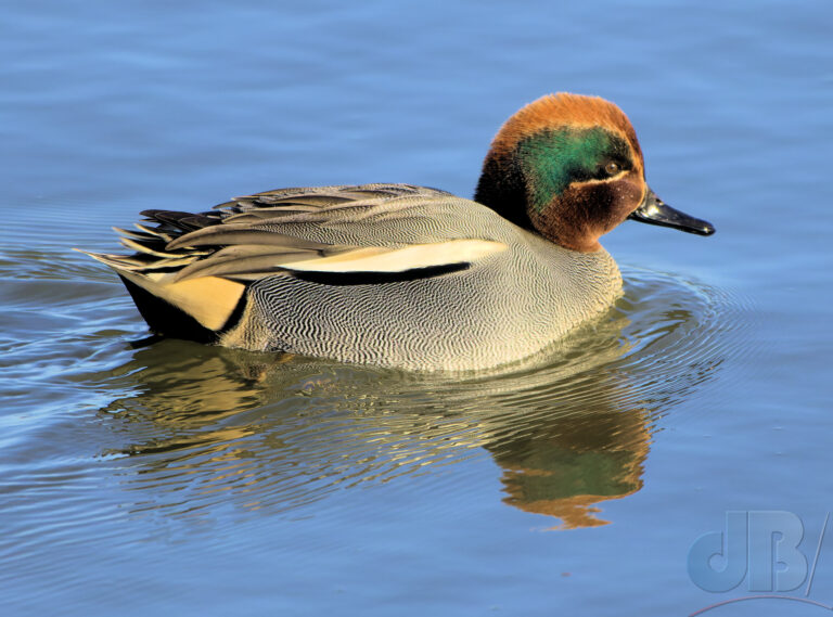 Titchwell Teal