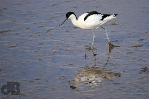 Avocet