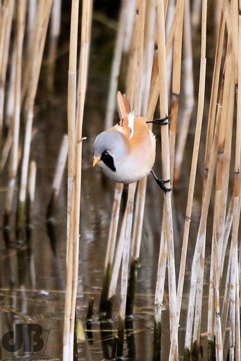 Bearded Reedline