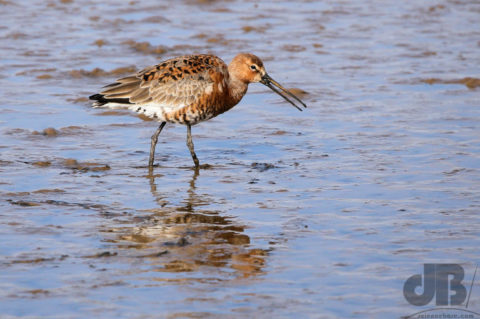 Black-tailed Godwit