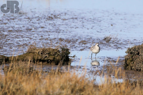 Grey Plover