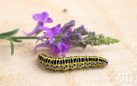 Toadflax Brocade larva with foodplant, Purple Toadflax