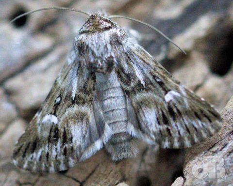 Toadflax Brocade moth
