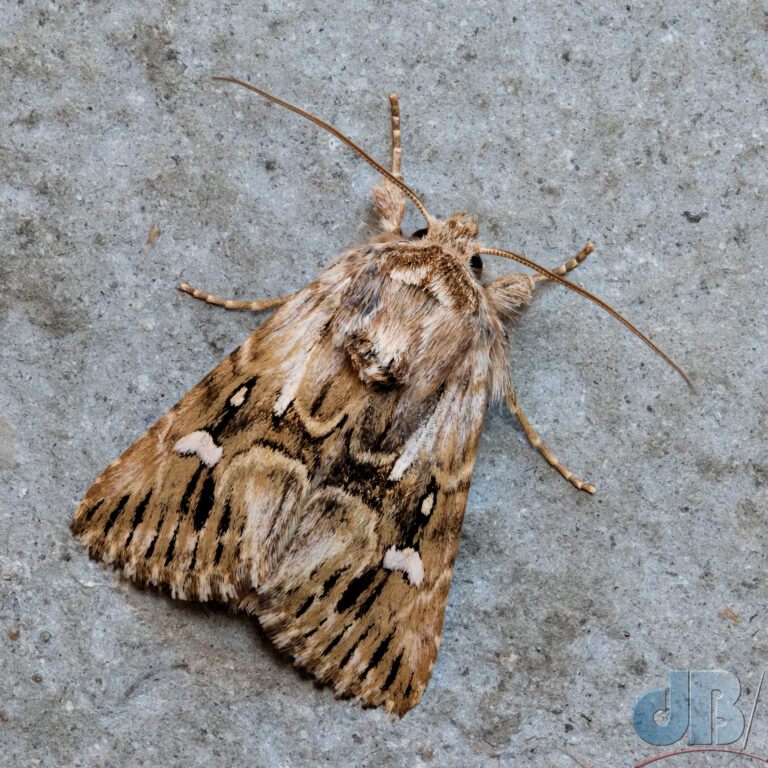 Toadflax Brocade