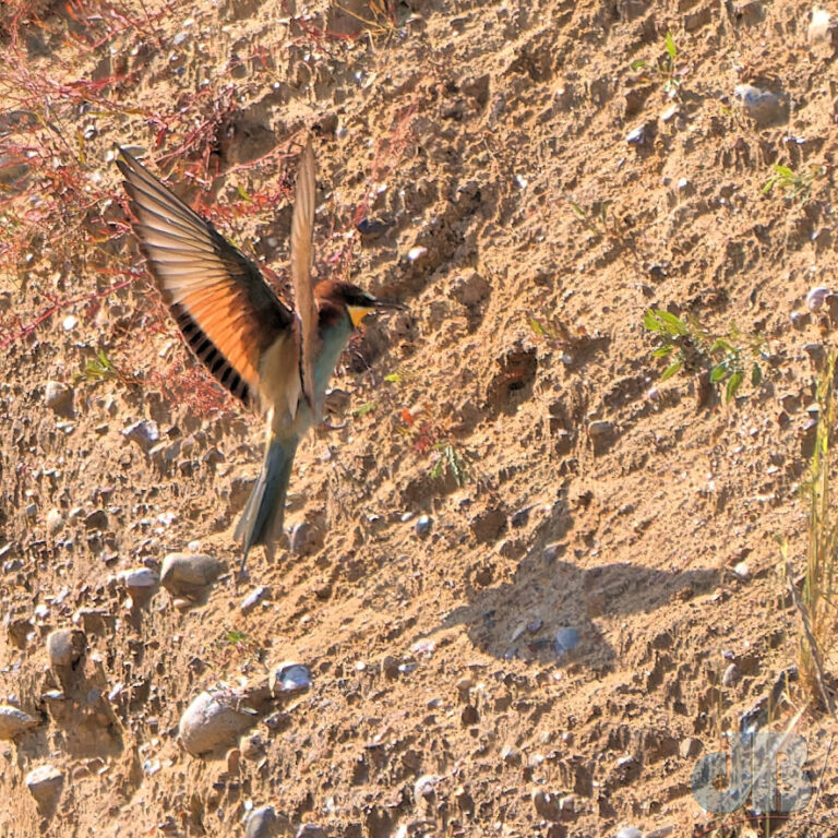 One of The Trimingham Three Bee-eaters heading for their burrow