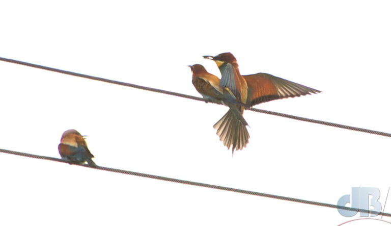 Bee-eaters