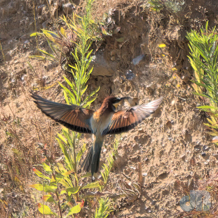 Bee-eater