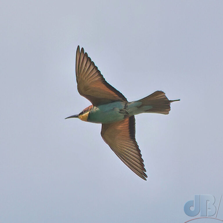 Flying European Bee-eater