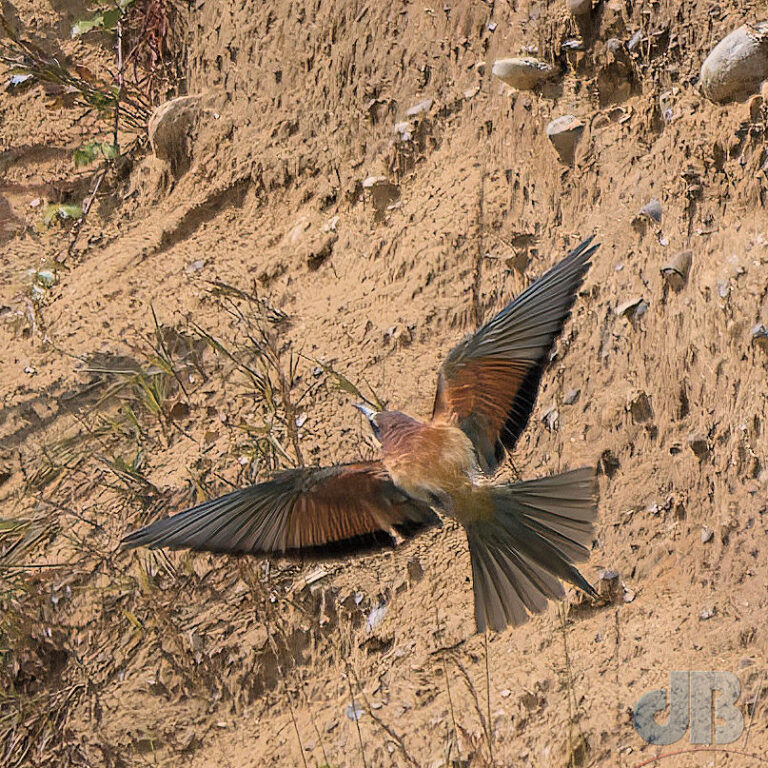 Bee-eater departing the threesome's burrow at Trimingham