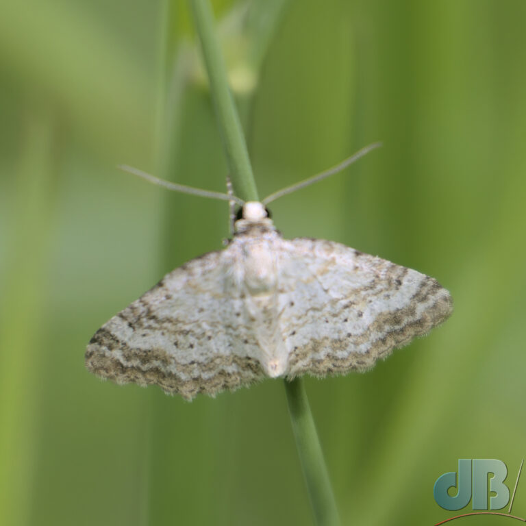 Grass Rivulet