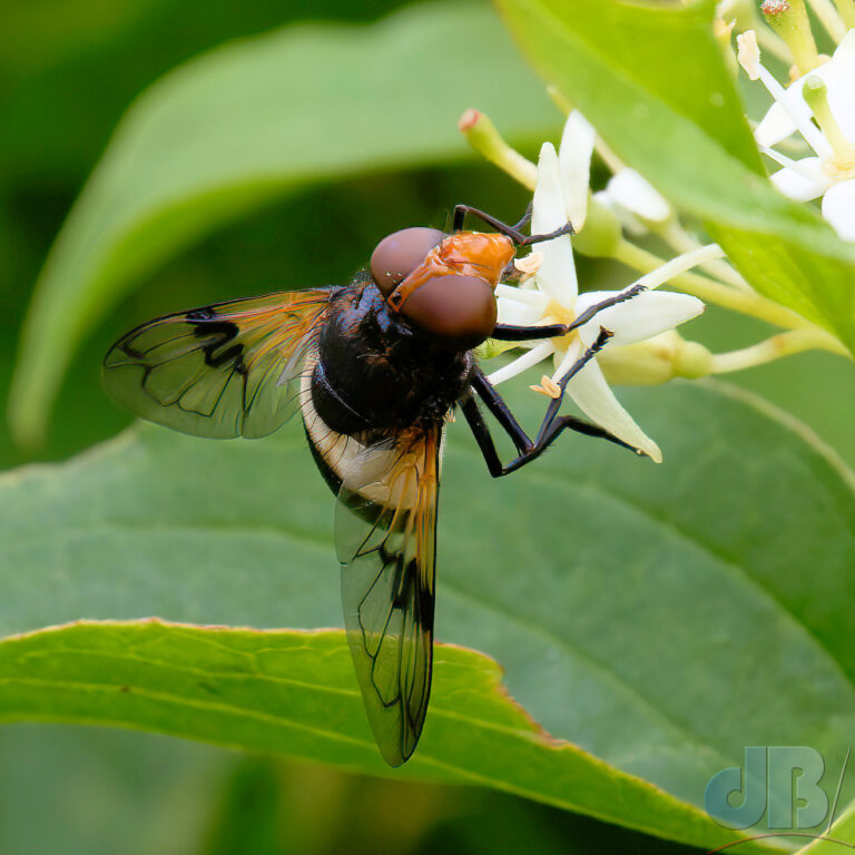 Pied Plumehorn hoverfly, Pied Plumehorn, Volucella pellucens