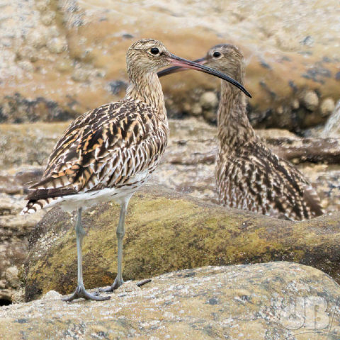 Two Curlew