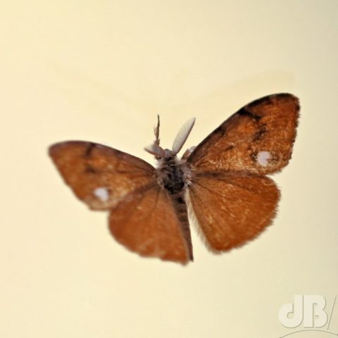 In-flight Vapourer moth