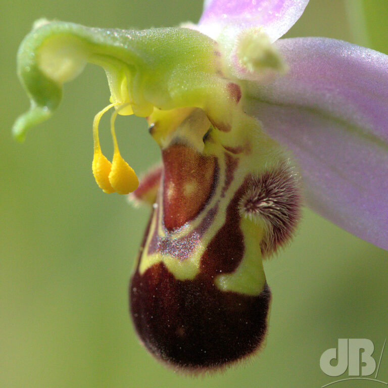 Bee Orchid closeup