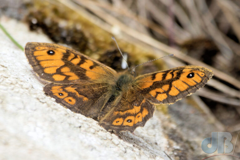 Wall butterfly, Rhosneigr