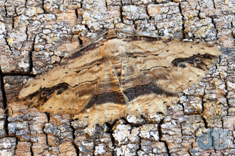 Waved Umber moth