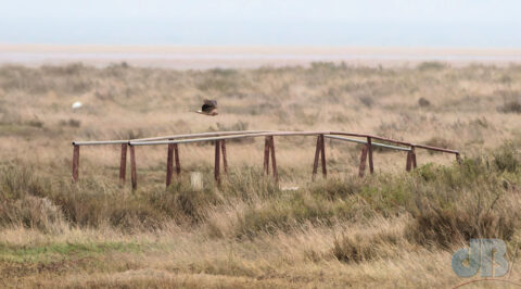 Ringtail Hen Harrier in flight at Warham, Norfolk, over the marsh bridge