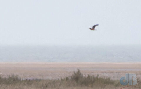 Pallid Harrier in flight over marsh edge at Warham, Norfolk, about 1200 metres from the camera