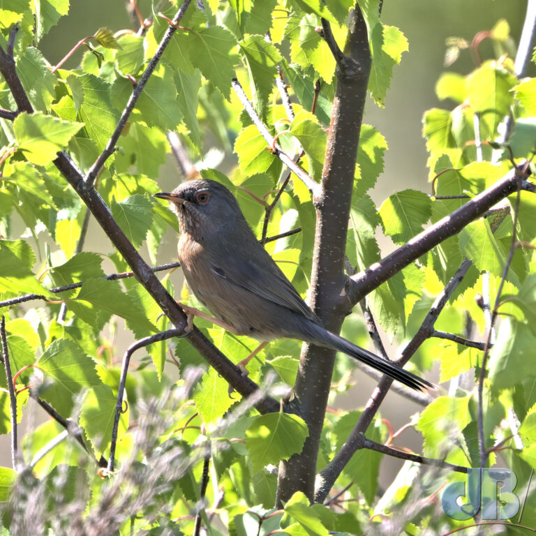 Dartford Warbler tucked away in a tree
